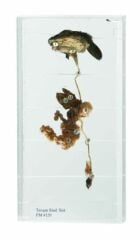 TAVŞAN SİNDİRİM SİSTEMİ KESİTİ