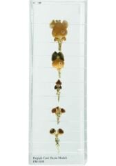 DEĞİŞİK CANLILARIN BEYİN MODELLERİ