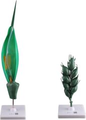 BUĞDAY ÇİÇEĞİ MODELİ