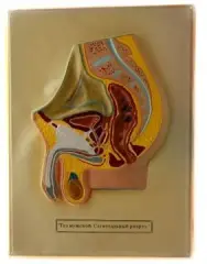 ERKEK VE DİŞİ PELVİS