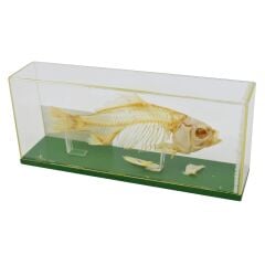 KILÇIKLI BALIK İSKELETİ