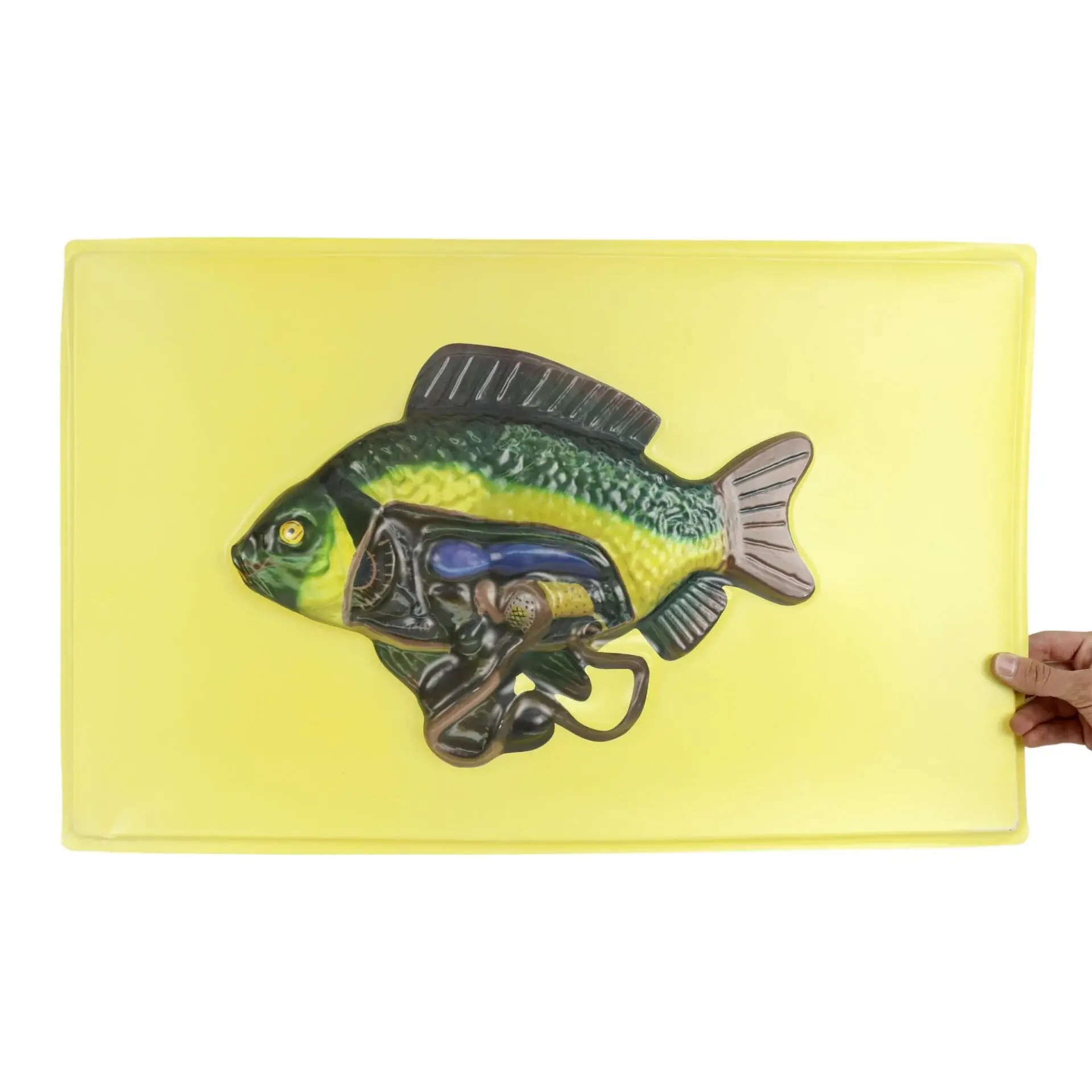 KILÇIKLI BALIĞIN İÇ YAPISII MODELİ