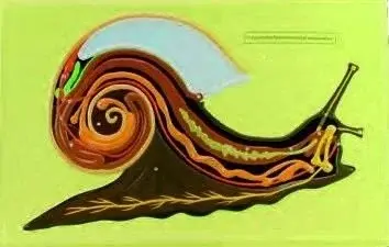 SALYANGOZUN İÇ YAPISI