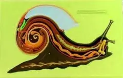 SALYANGOZUN İÇ YAPISI