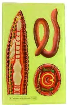 YER SOLUCANININ İÇ YAPISI