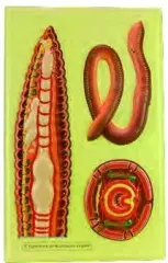 YER SOLUCANININ İÇ YAPISI