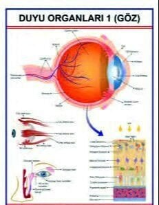 DUYU ORGANLARI 1 LEVHASI (GÖZ)