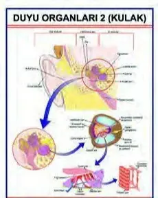 DUYU ORGANLARI 2 LEVHASI (KULAK)
