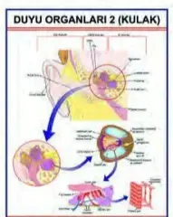 DUYU ORGANLARI 2 LEVHASI (KULAK)