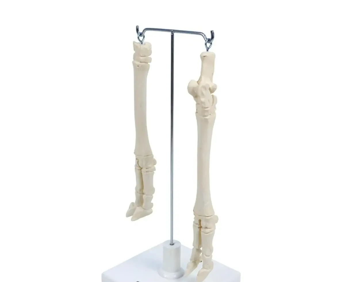 KOYUNLARIN AYAK MODELİ