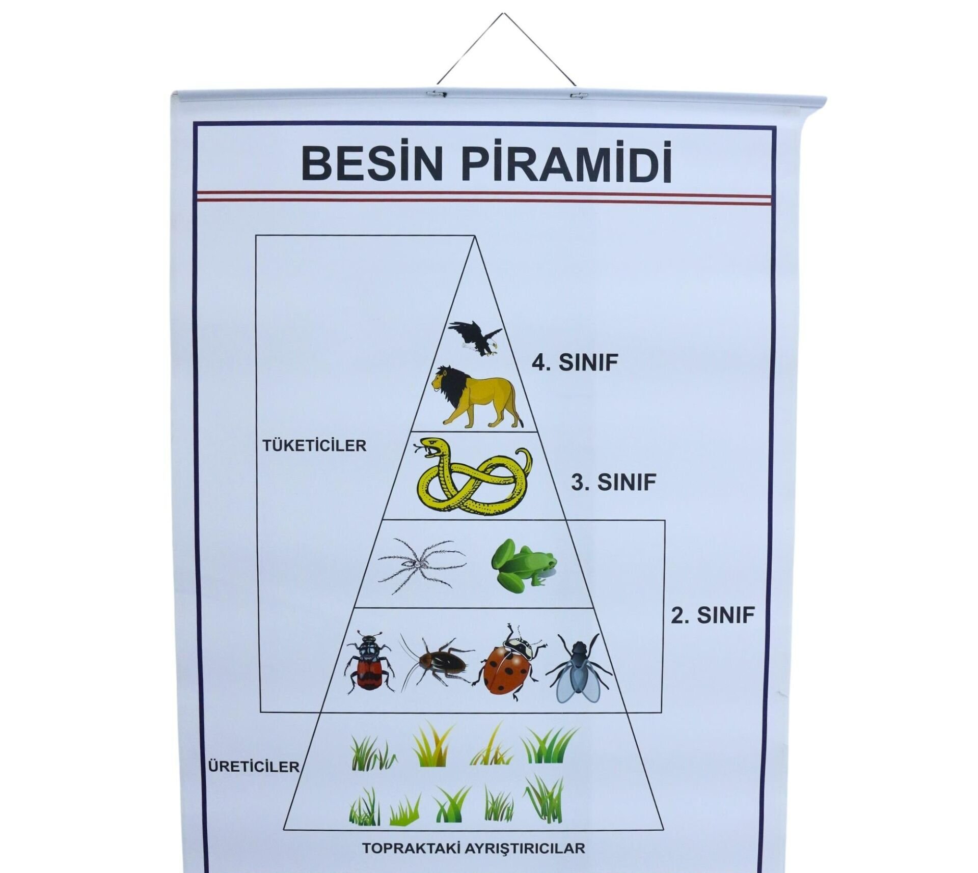 BESİN PRAMİDİ