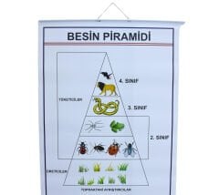 BESİN PRAMİDİ