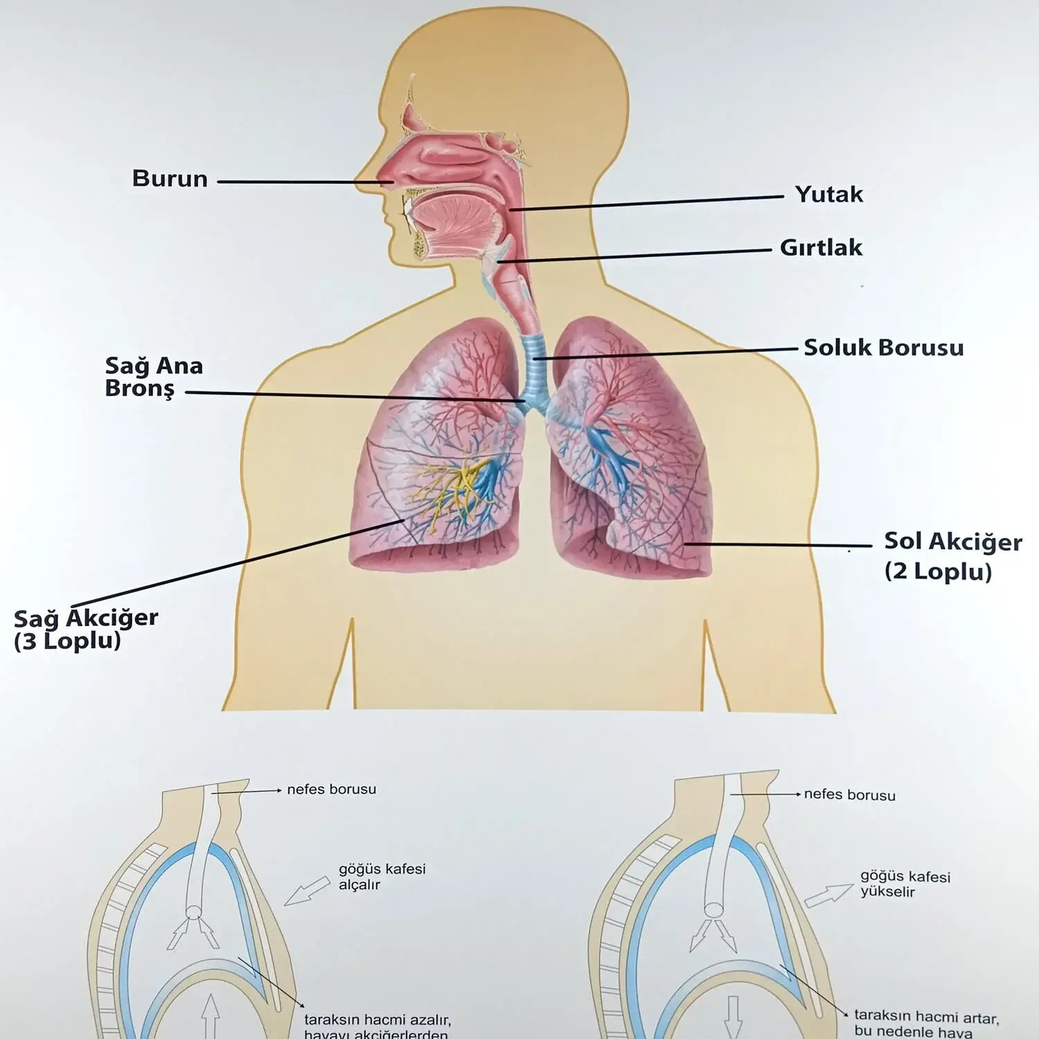 İNSANDA SOLUNUM VE YAPI ORGANLARI