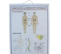 DENETLEYİCİ VE DÜZENLEYİCİ SİSTEMLER