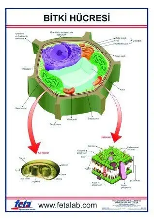 BİTKİ HÜCRESİ LEVHASI