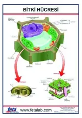 BİTKİ HÜCRESİ LEVHASI