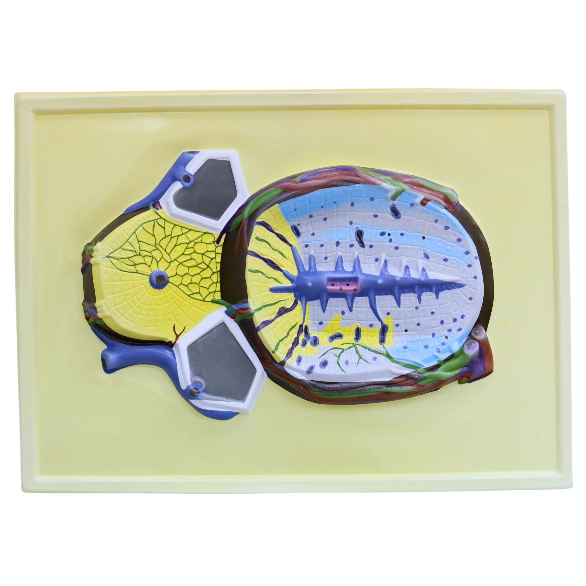 KARACİĞER KESİTİ