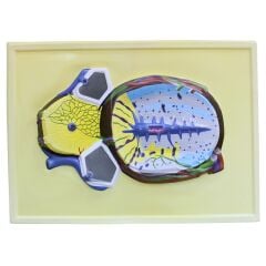 KARACİĞER KESİTİ