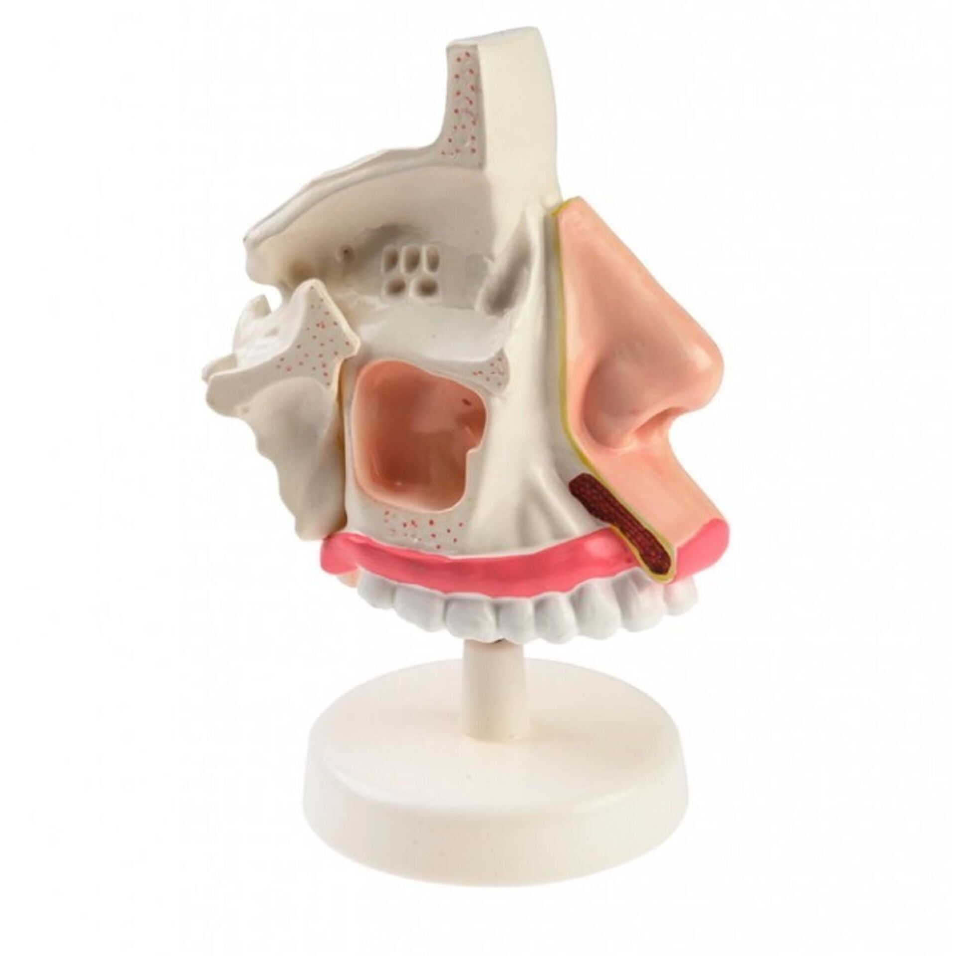 İNSAN NAZOFARENKSİ MODELİ