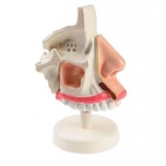 İNSAN NAZOFARENKSİ MODELİ