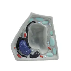 BİTKİ HÜCRESİ MODELİ (KÜÇÜK)