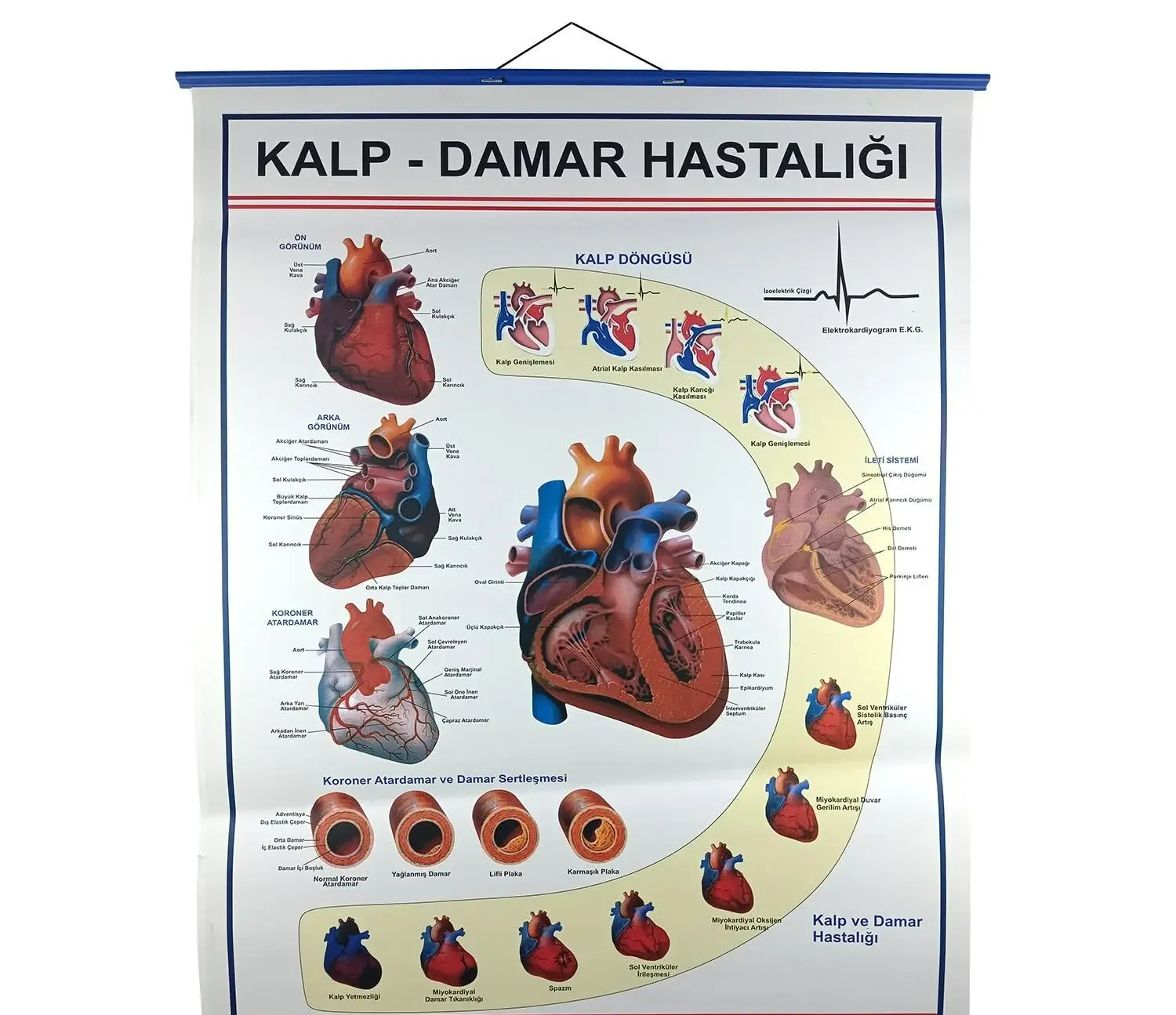 KALP VE DAMAR HASTALIKLARI LEVHASI