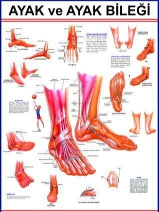 Ayak Ve Ayak Eklemi Eğitim Plakası
