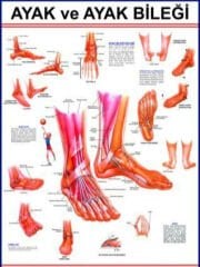 Ayak Ve Ayak Eklemi Eğitim Plakası