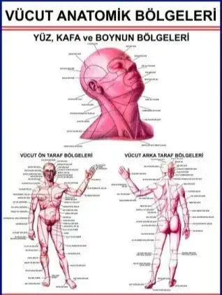Vücudun Anatomik Bölümlerini Gösteren Eğitim Plaka