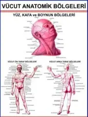 Vücudun Anatomik Bölümlerini Gösteren Eğitim Plaka