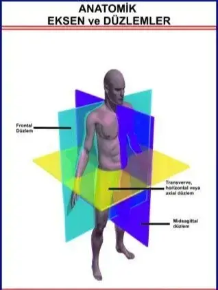 Anatomik Eksen Ve Düzlemleri Gösteren Eğitim Plaka