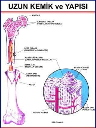 Uzun Kemiğin Yapısını Gösteren Eğitim Plakası