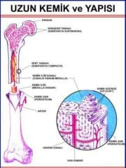 Uzun Kemiğin Yapısını Gösteren Eğitim Plakası