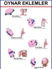 Oynar Eklem Hareketlerini Gösteren Eğitim Plakası