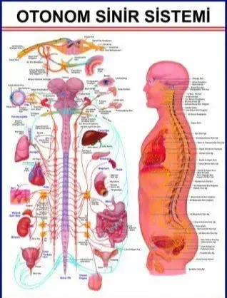 Otonom Sinirlerin İç Organlar Üzerine Etkilerini G