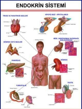 Endokrin Sistem Eğitim Plakası