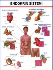 Endokrin Sistem Eğitim Plakası