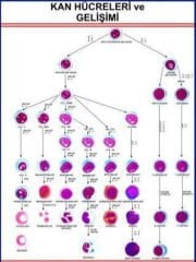 Kan Hücreleri Eğitim Plakası