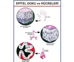 EPİTEL DOKU LEVHASI