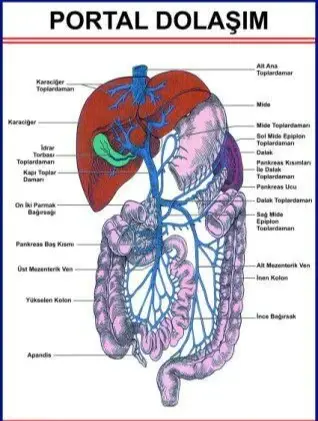 Portal Dolaşım Eğitim Plakası