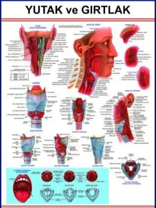 Yutak Ve Gırtlak Eğitim Plakası