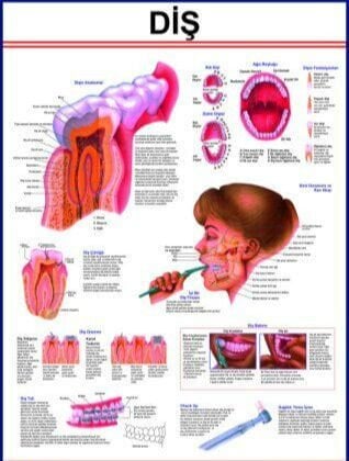 Diş Eğitim Plakası