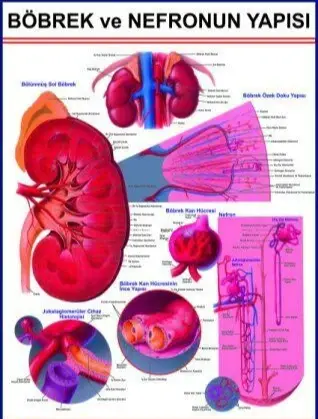 BÖBREK VE Nefronun Yapısını Gösteren Eğitim Plakas