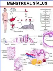 Menstrual Siklus Eğitim Plakası
