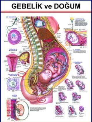 Gebelik Ve Doğum Eğitim Plakası