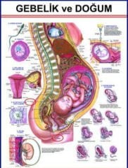 Gebelik Ve Doğum Eğitim Plakası