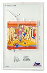 KABARTMA DERİ LEVHASI