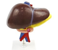 Karaciğer, Pankreas ve Onikiparmak bağırsağı Model