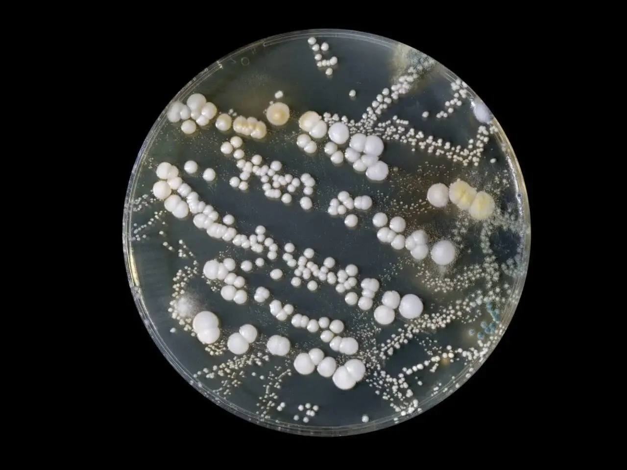 RENKLİ ALEVLER DENEY SETİ