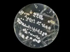 RENKLİ ALEVLER DENEY SETİ